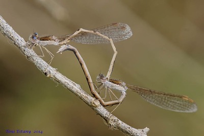 Sympecma fusca copula en estado por Toni Estany Caus
