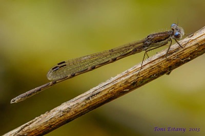 Sympecma fusca macho en estado por Toni Estany Caus