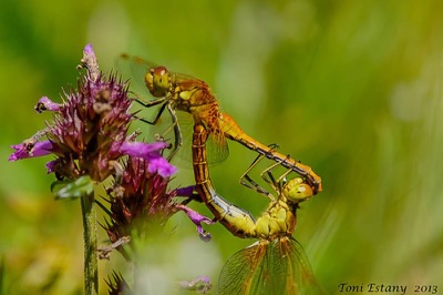 Sympetrum flaveolum copula en estado por Toni Estany Caus