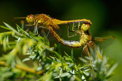 Sympetrum flaveolum copula en estado por Toni Estany Caus