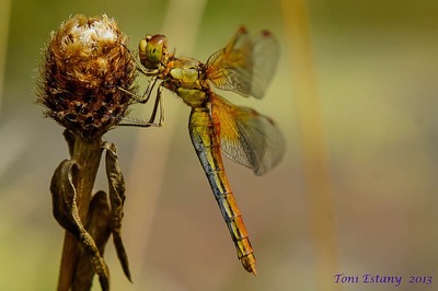 Sympetrum flaveolum hembra en estado por Toni Estany Caus