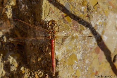 Sympetrum vulgatum hembra en estado por Toni Estany Caus
