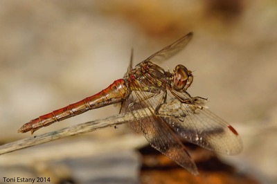 Sympetrum vulgatum hembra en estado por Toni Estany Caus