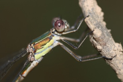 Lestes viridis hembra en estado por Angel Martín Ojeda