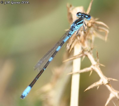 Coenagrion scitulum macho en estado por Jose Manuel Gaona