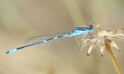 Coenagrion scitulum macho en estado por Jose Manuel Gaona