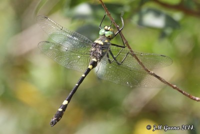 Macromia splendens macho en estado por Jose Manuel Gaona