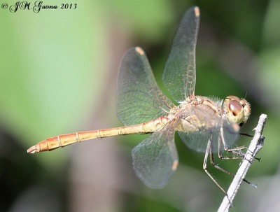 Sympetrum meridionale macho en estado por Jose Manuel Gaona
