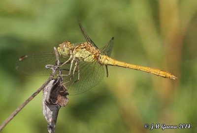 Sympetrum meridionale macho en estado por Jose Manuel Gaona