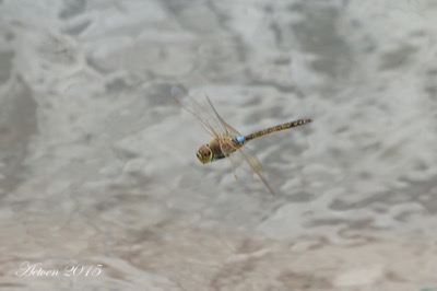 Hemianax ephippiger macho en estado por Antonio E. Tetares Ventura