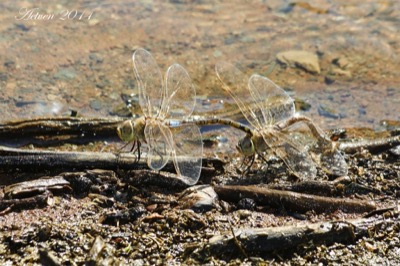 Hemianax ephippiger copula en estado por Antonio E. Tetares Ventura