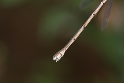 Lestes viridis hembra en estado por Angel Martín Ojeda
