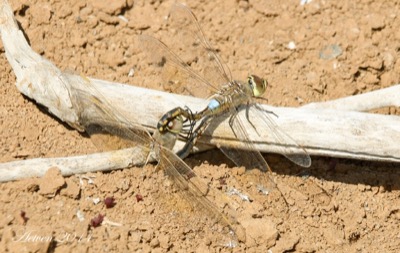 Hemianax ephippiger copula en estado por Antonio E. Tetares Ventura