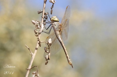 Hemianax ephippiger hembra en estado por Antonio E. Tetares Ventura