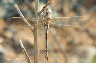 Hemianax ephippiger hembra en estado por Antonio E. Tetares Ventura