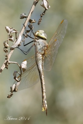 Hemianax ephippiger hembra en estado por Antonio E. Tetares Ventura