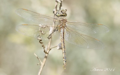 Hemianax ephippiger hembra en estado por Antonio E. Tetares Ventura