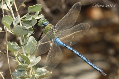 Anax imperator macho en estado por Antonio E. Tetares Ventura