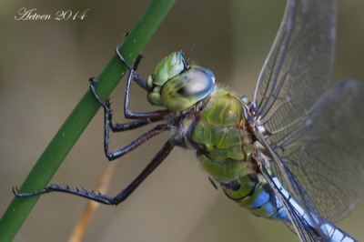 Anax imperator macho en estado por Antonio E. Tetares Ventura
