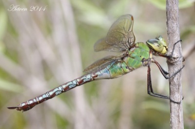 Anax imperator hembra en estado por Antonio E. Tetares Ventura