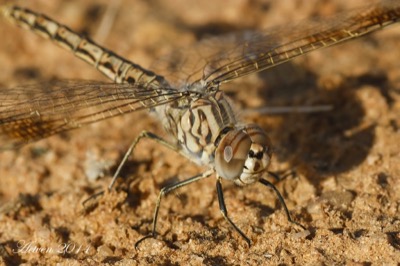 Brachythemis impartita hembra en estado por Antonio E. Tetares Ventura