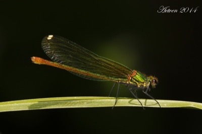 Calopteryx haemorrhoidalis hembra en estado por Antonio E. Tetares Ventura