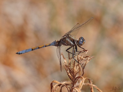 Orthetrum chrysostigma macho en estado por Juan Pedro Serrano León
