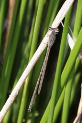 Sympecma fusca macho en estado por Angel Martín Ojeda