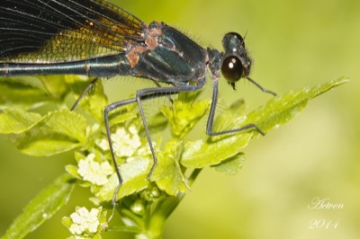 Calopteryx haemorrhoidalis macho en estado por Antonio E. Tetares Ventura