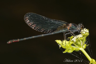 Calopteryx haemorrhoidalis macho en estado por Antonio E. Tetares Ventura