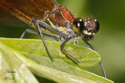 Calopteryx haemorrhoidalis hembra en estado por Antonio E. Tetares Ventura
