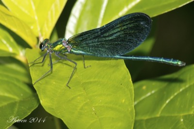 Calopteryx virgo macho en estado por Antonio E. Tetares Ventura