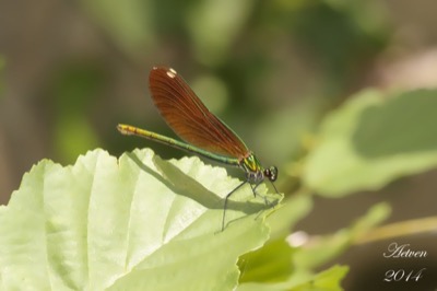 Calopteryx virgo hembra en estado por Antonio E. Tetares Ventura