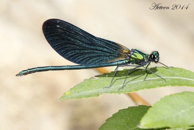 Calopteryx virgo macho en estado por Antonio E. Tetares Ventura