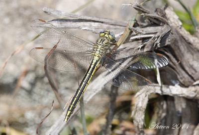 Gomphus pulchellus hembra en estado por Antonio E. Tetares Ventura