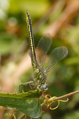 Gomphus pulchellus hembra en estado por Antonio E. Tetares Ventura