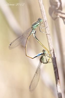 Ischnura saharensis copula en estado por Antonio E. Tetares Ventura