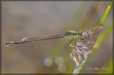 Ischnura saharensis hembra en estado por Antonio E. Tetares Ventura