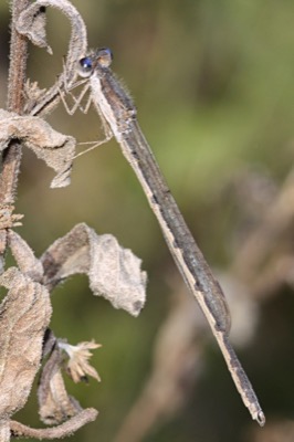 Sympecma fusca macho en estado por Angel Martín Ojeda