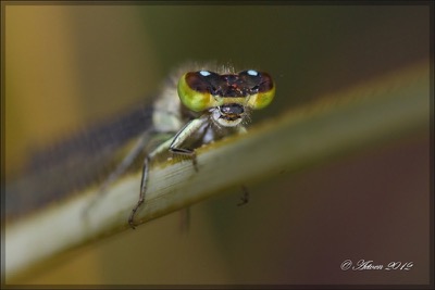 Ischnura saharensis hembra en estado por Antonio E. Tetares Ventura