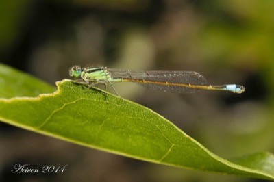 Ischnura saharensis hembra en estado por Antonio E. Tetares Ventura