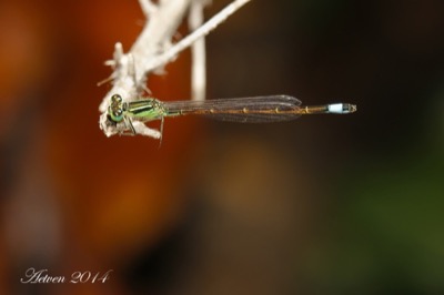 Ischnura saharensis macho en estado por Antonio E. Tetares Ventura