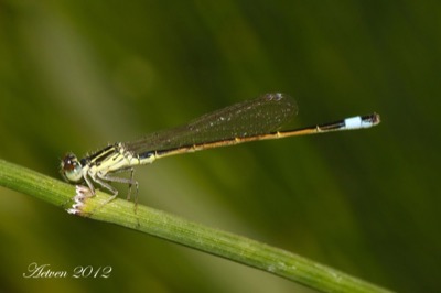 Ischnura saharensis macho en estado por Antonio E. Tetares Ventura