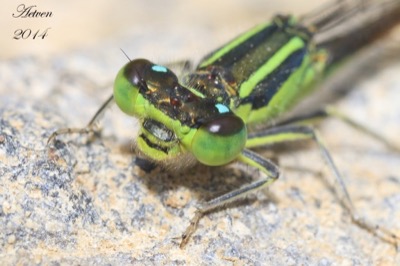 Ischnura saharensis macho en estado por Antonio E. Tetares Ventura