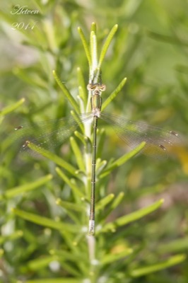 Lestes virens macho en estado por Antonio E. Tetares Ventura