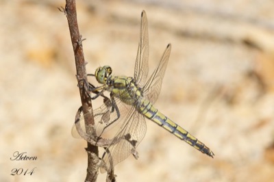 Orthetrum cancellatum hembra en estado por Antonio E. Tetares Ventura