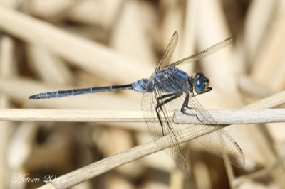 Orthetrum trinacria macho en estado por Antonio E. Tetares Ventura