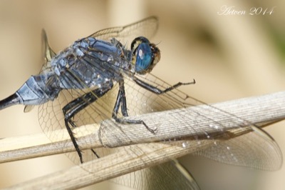 Orthetrum trinacria macho en estado por Antonio E. Tetares Ventura