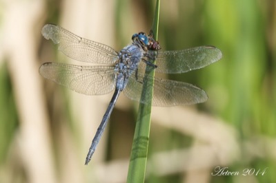 Orthetrum trinacria macho en estado por Antonio E. Tetares Ventura