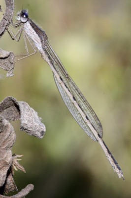 Sympecma fusca macho en estado por Angel Martín Ojeda